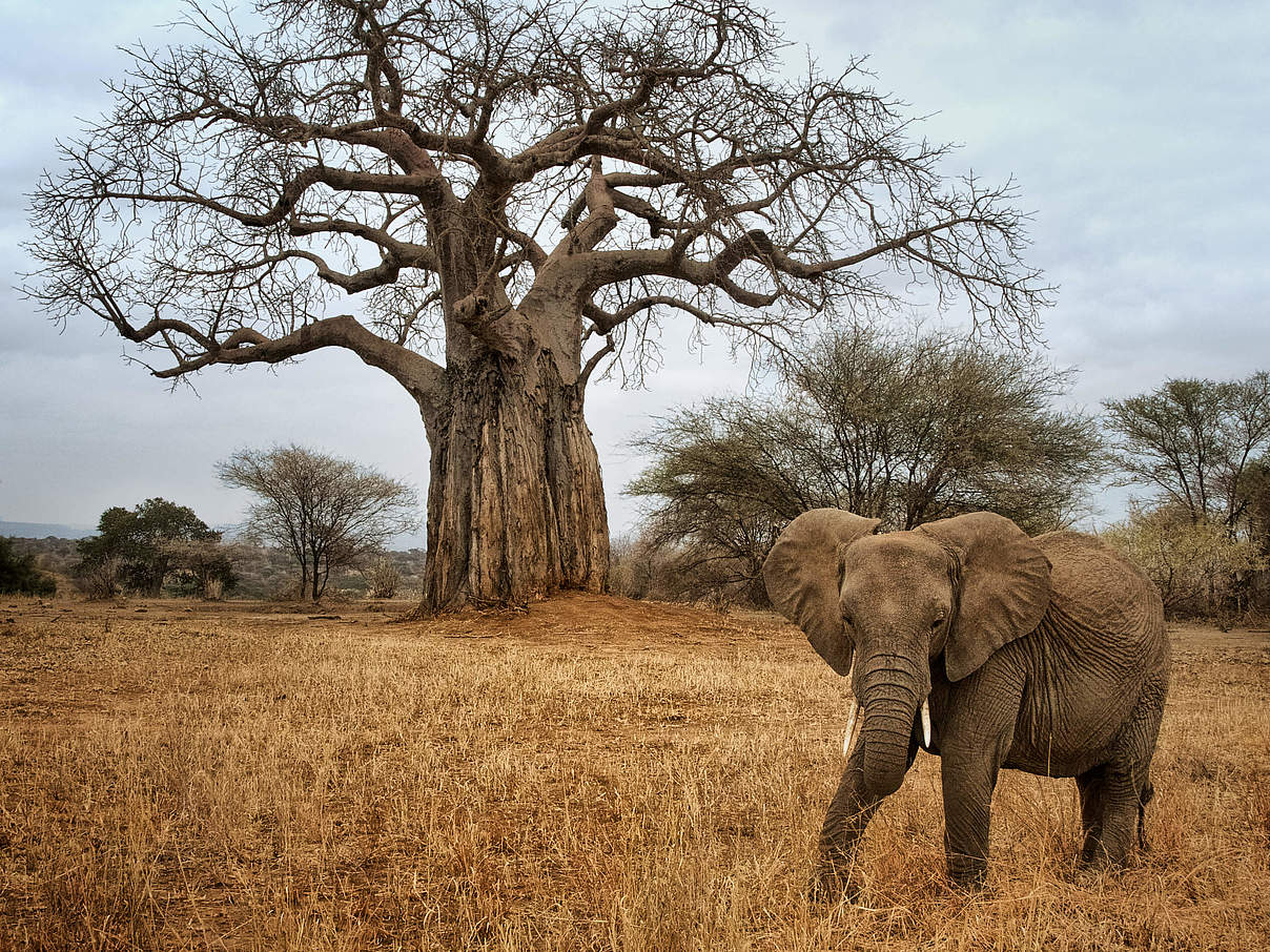 Afrikanischer Savannenelefant © Jacki Dickert