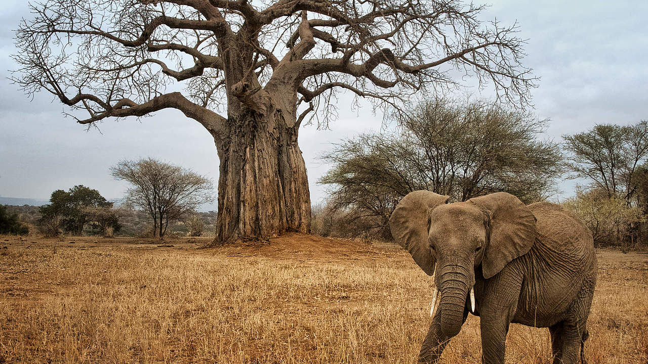 Afrikanischer Savannenelefant © Jacki Dickert