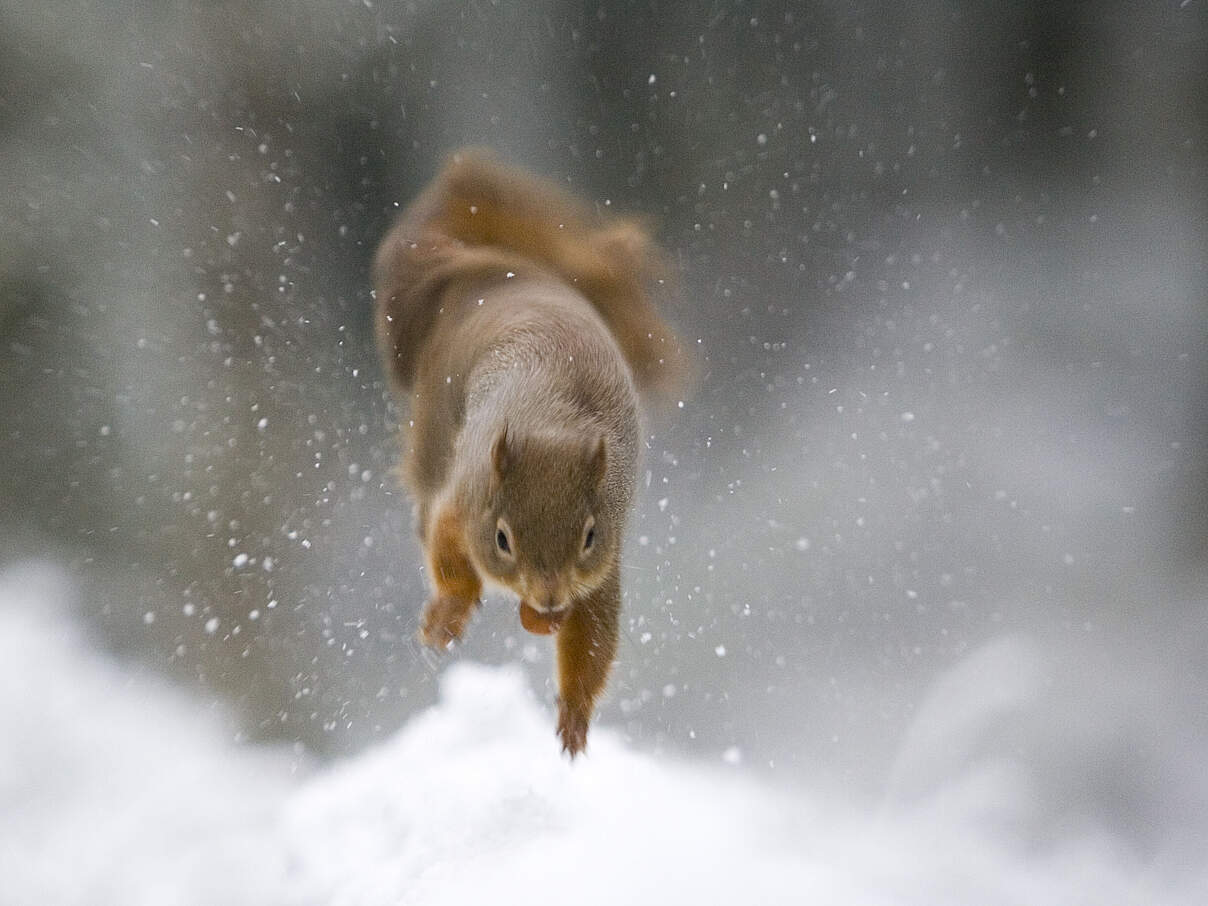 Eichhörnchen im Schnee © Wild Wonders of Europe / Peter Cairns / WWF