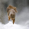 Eichhörnchen im Schnee © Wild Wonders of Europe / Peter Cairns / WWF