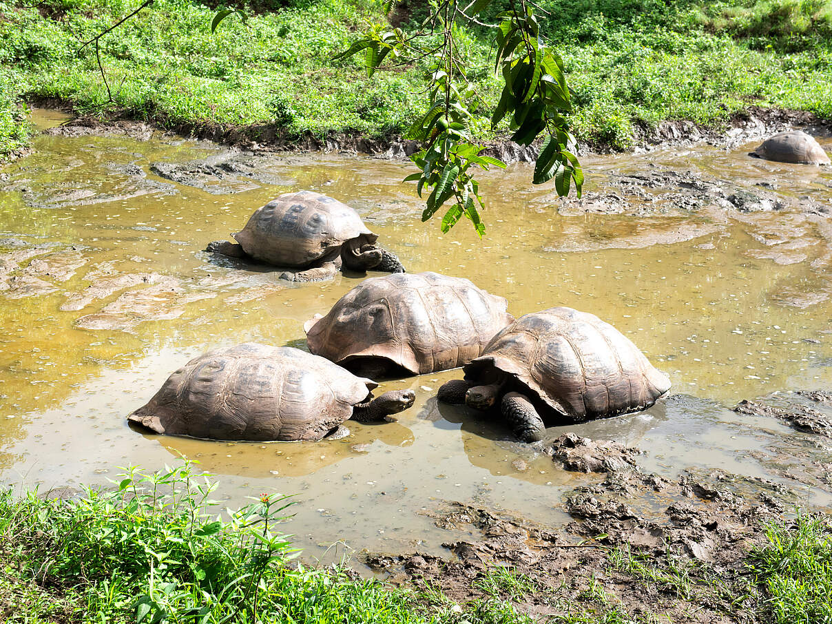 Galapagos Riesenschildkröten 