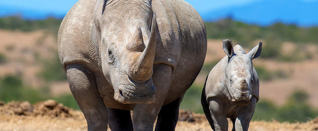 Hintergrundbild zu Ihrer Nashorn-Patenschaft © Shutterstock / Voiodymyr Burdiak / WWF Schweden