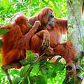 Orang-Utans auf Sumatra © Shutterstock / Perfect Lazybones / WWF-Sweden