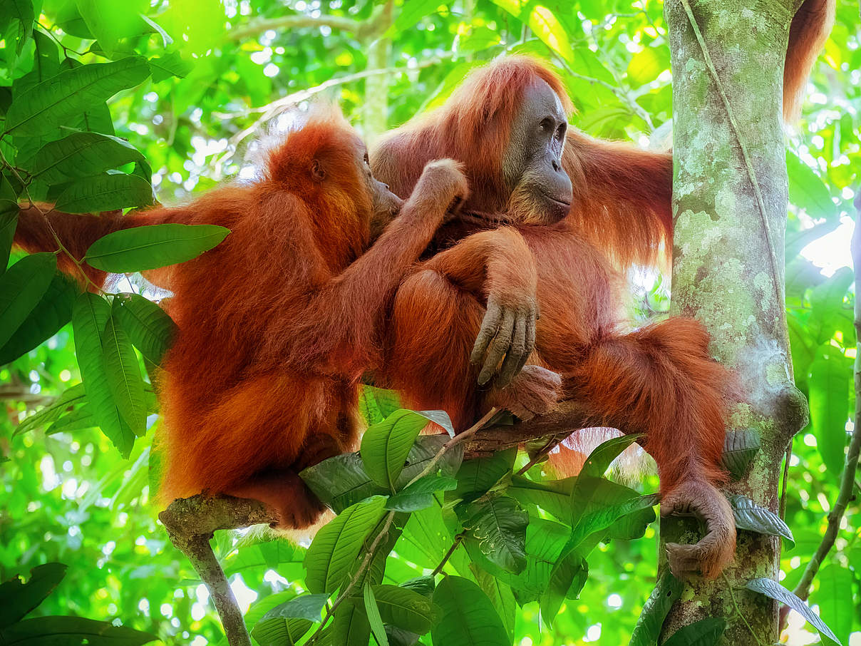 Orang-Utans auf Sumatra © Shutterstock / Perfect Lazybones / WWF-Sweden