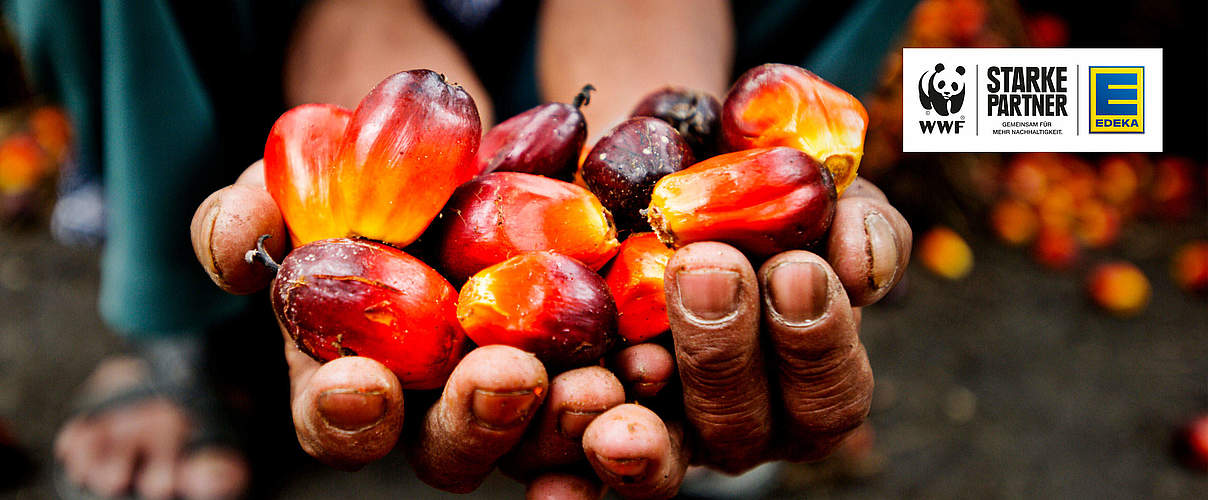 Palmöl Früchte auf einer Plantage in Sumatra mit EDEKA Logo © James Morgan / WWF International