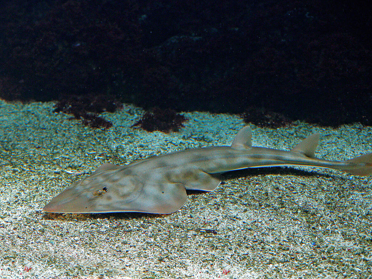 Pazifischer Geigenrochen auf dem Meeresboden