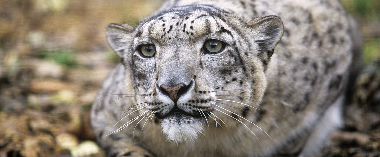 Schneeleopard © David Lawson / WWF UK