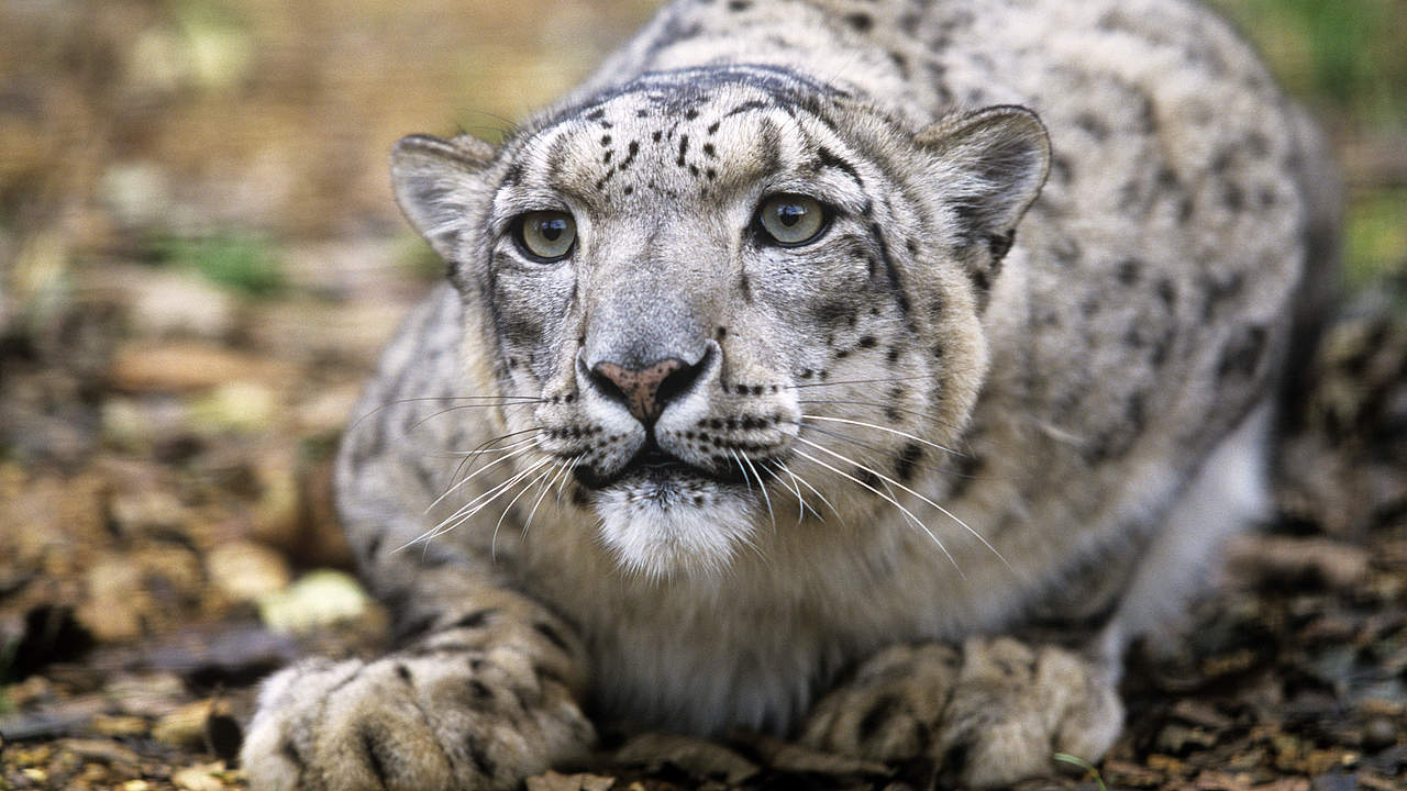 Schneeleopard © David Lawson / WWF UK