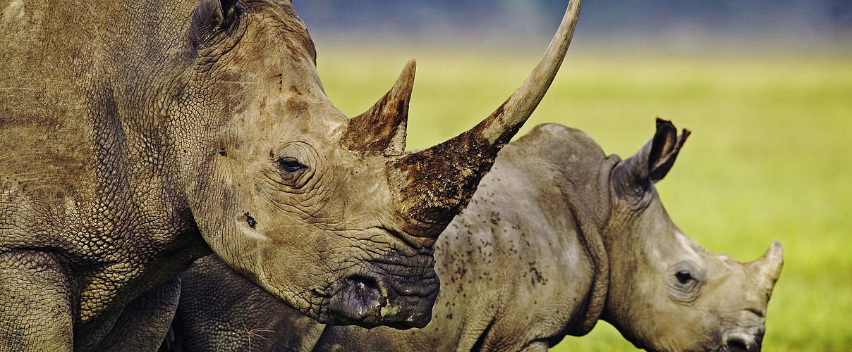 Breitmaulnashorn (Ceratotherium simum) Kuh mit Kalb in Kenia © Martin Harvey / WWF