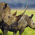 Breitmaulnashorn (Ceratotherium simum) Kuh mit Kalb in Kenia © Martin Harvey / WWF