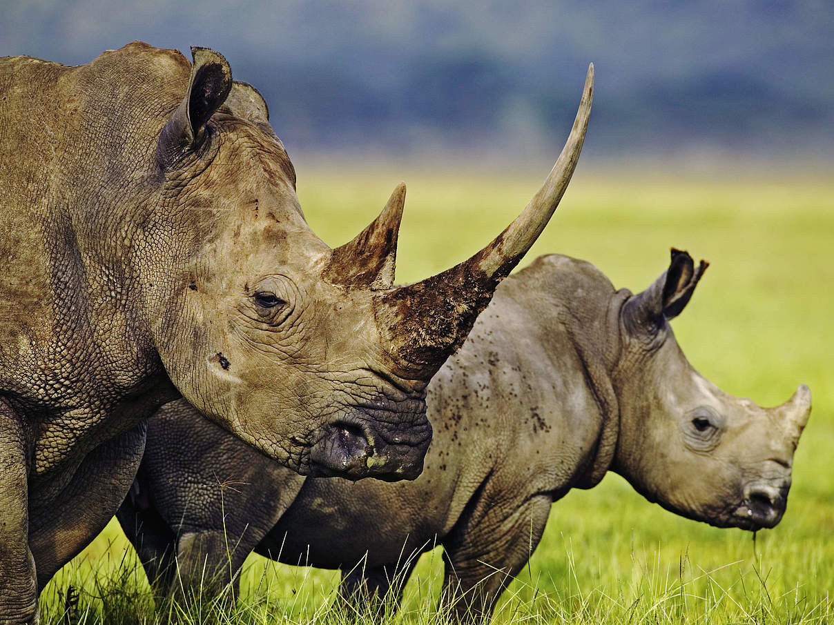 Breitmaulnashorn (Ceratotherium simum) Kuh mit Kalb in Kenia © Martin Harvey / WWF