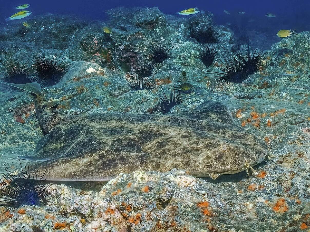Gemeiner Engelhai (Squatina squatina) liegt getarnt auf felsiger Meeresboden, Atlantik, Ostatlantik, Fuerteventura, Kana