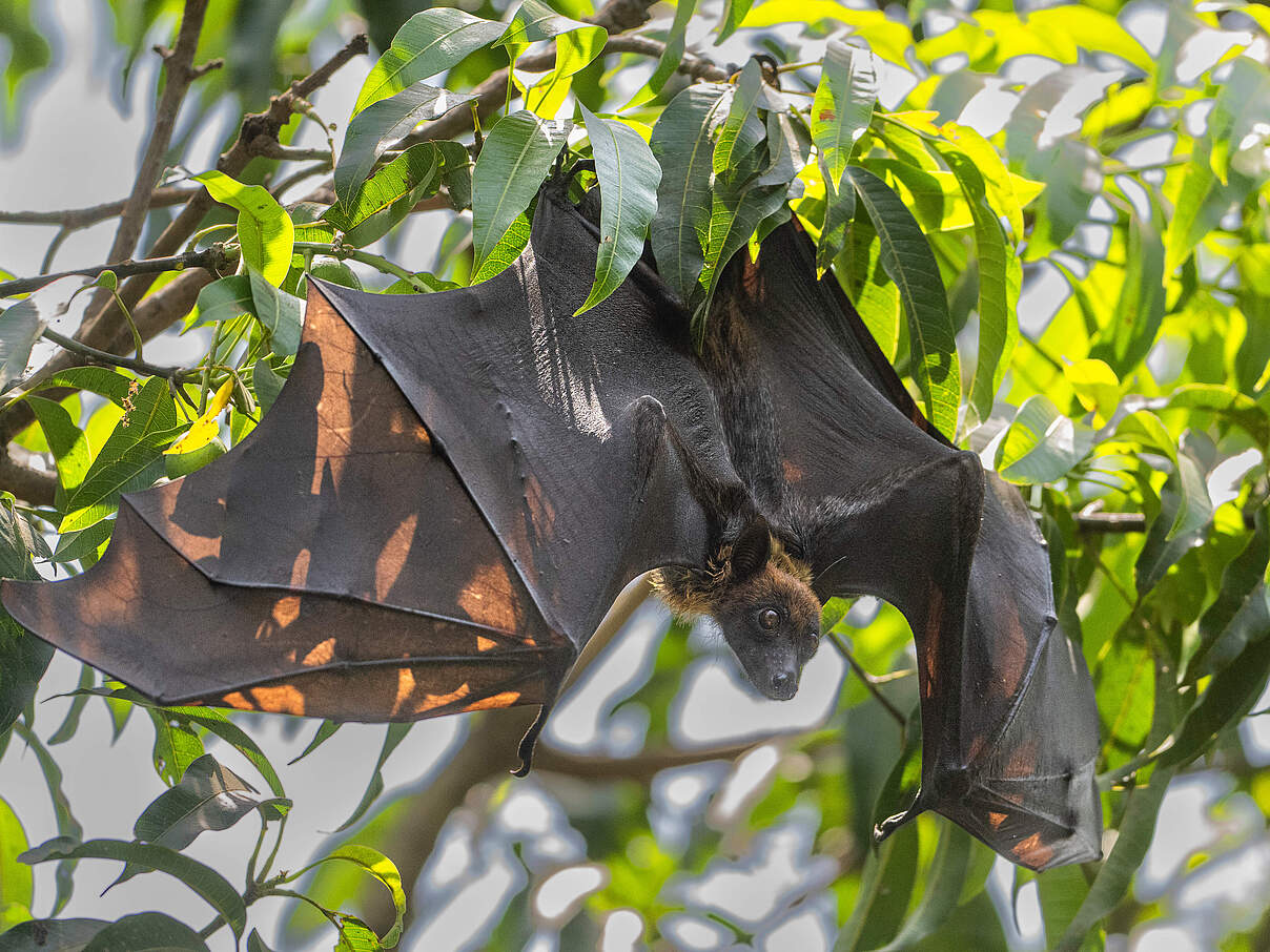Indischer Riesenflughund hängt in einem Baum mit ausgebreiteten Armen