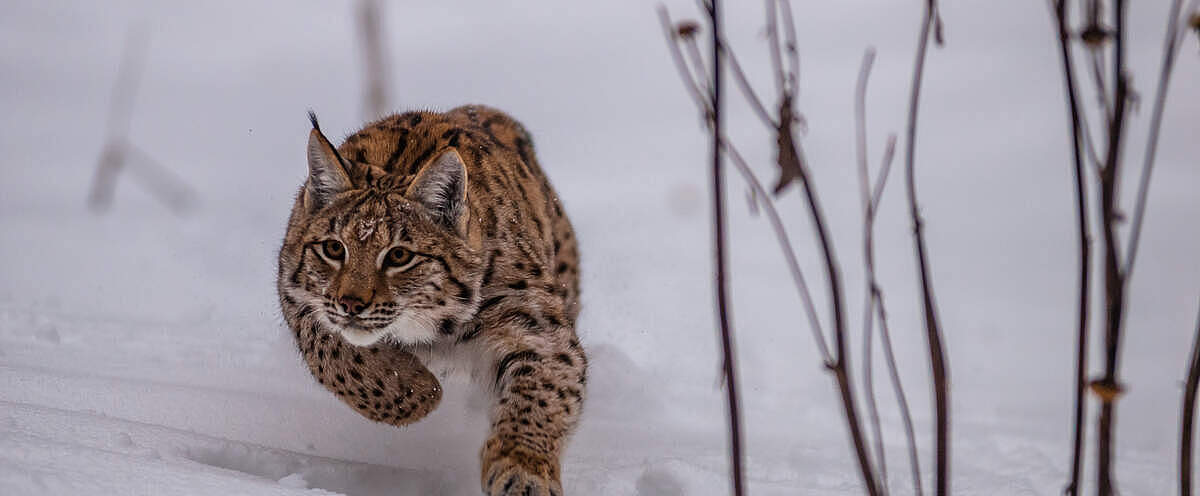 Luchs im Schnee in der Slowakei © Tomas Hulik