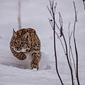 Luchs im Schnee in der Slowakei © Tomas Hulik