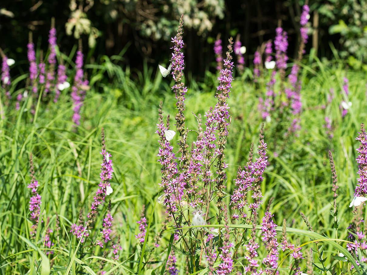 Naturschutzfläche an der mittlere Elbe © Ralph Frank / WWF