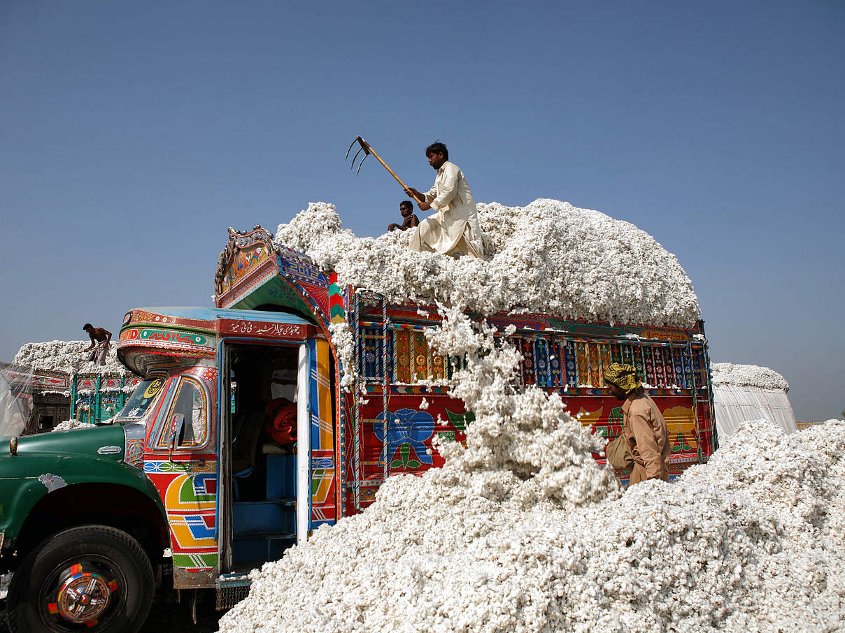 Baumwolle aus dem „Better Cotton“-Projekt in Pakistan © Asim Hafeez / WWF-UK