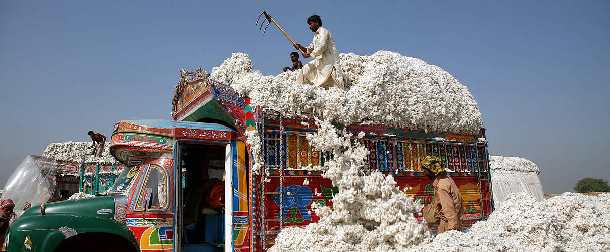 Baumwolle aus dem „Better Cotton“-Projekt in Pakistan © Asim Hafeez / WWF-UK