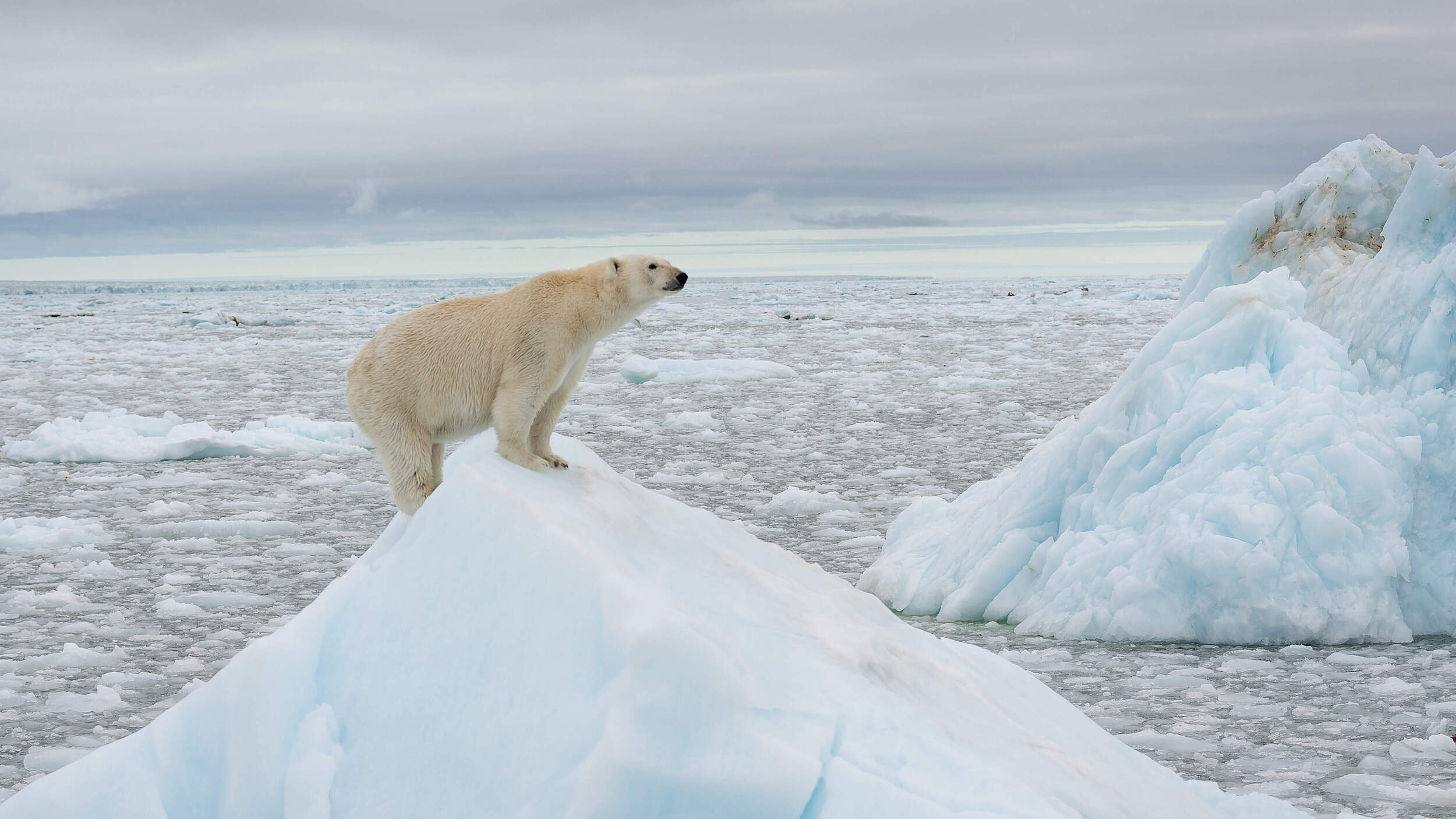 Ein Eisbär auf einer Eisscholle © Richard Barrett / WWF-UK