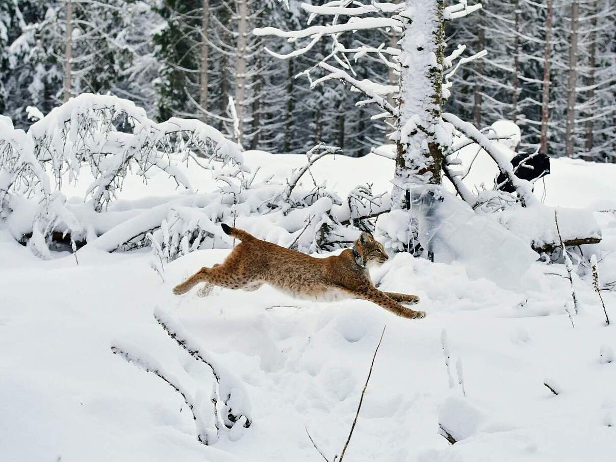 Luchs Finja in Baden-Württemberg © Moritz Klose / WWF