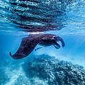 Mantarochen in Ecuador © James Morgan / WWF