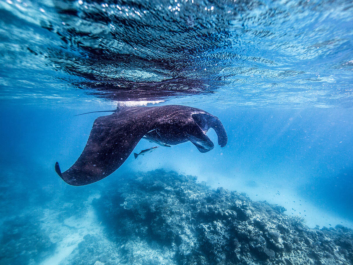 Mantarochen in Ecuador © James Morgan / WWF