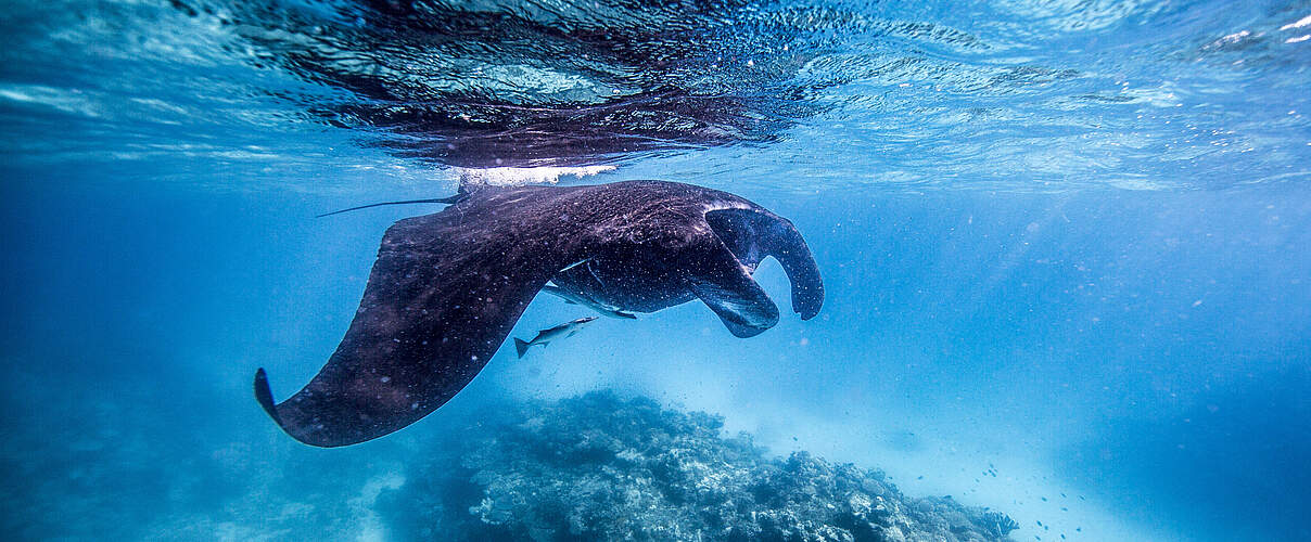 Mantarochen in Ecuador © James Morgan / WWF