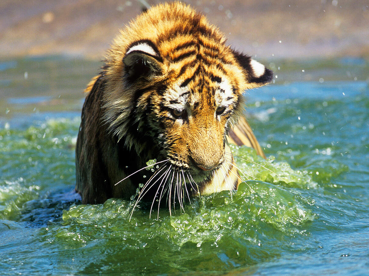 Ein Amur-Tiger im Wasser, scheint etwas zu entdecken