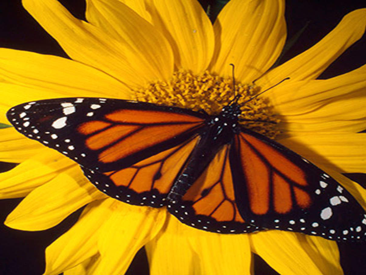 Amerikanischer Monarchfalter © Kevin Schafer / WWF