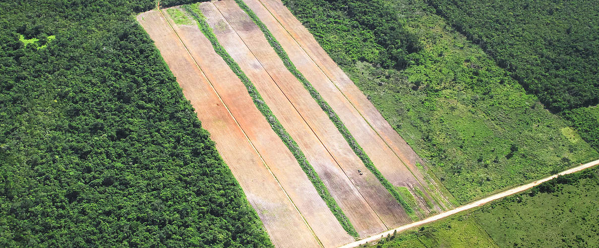 Abholzung für Landwirtschaft in den Maya-Wäldern von Belize © iStock / Getty