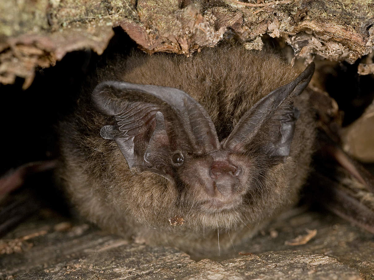 Mopsfledermaus © Thomas Stephan / WWF