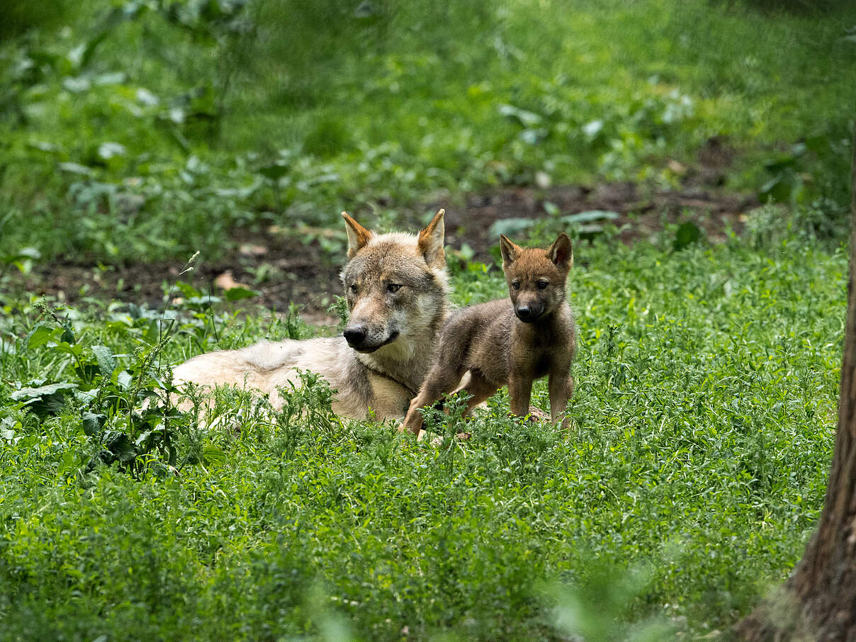 Wolf (Canis lupus) mit Nachwuchs