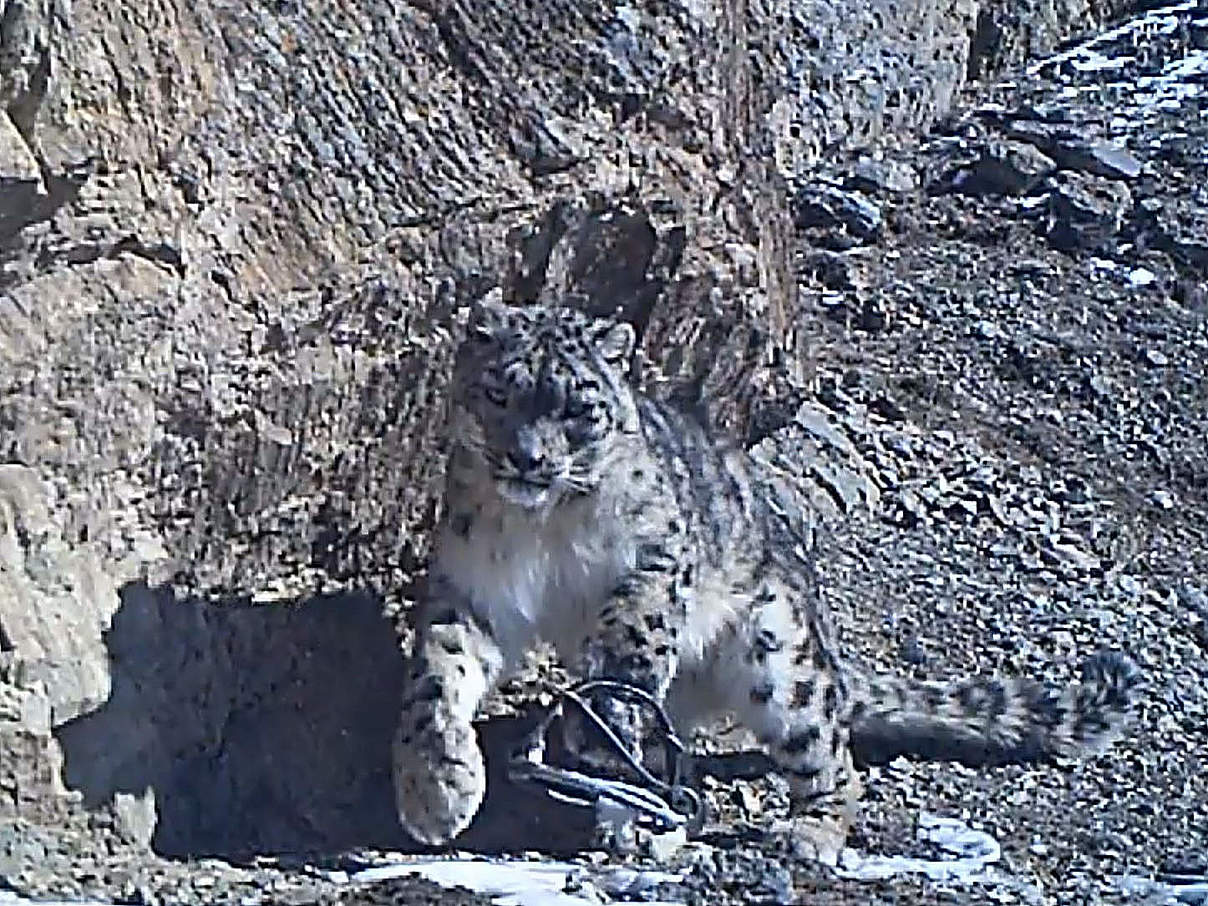 Kamerafallenbild: Verletzter Schneeleopard, der sich mit einer Schlagfalle an der Pfote durch die Berge schleppt © WWF Mongolei