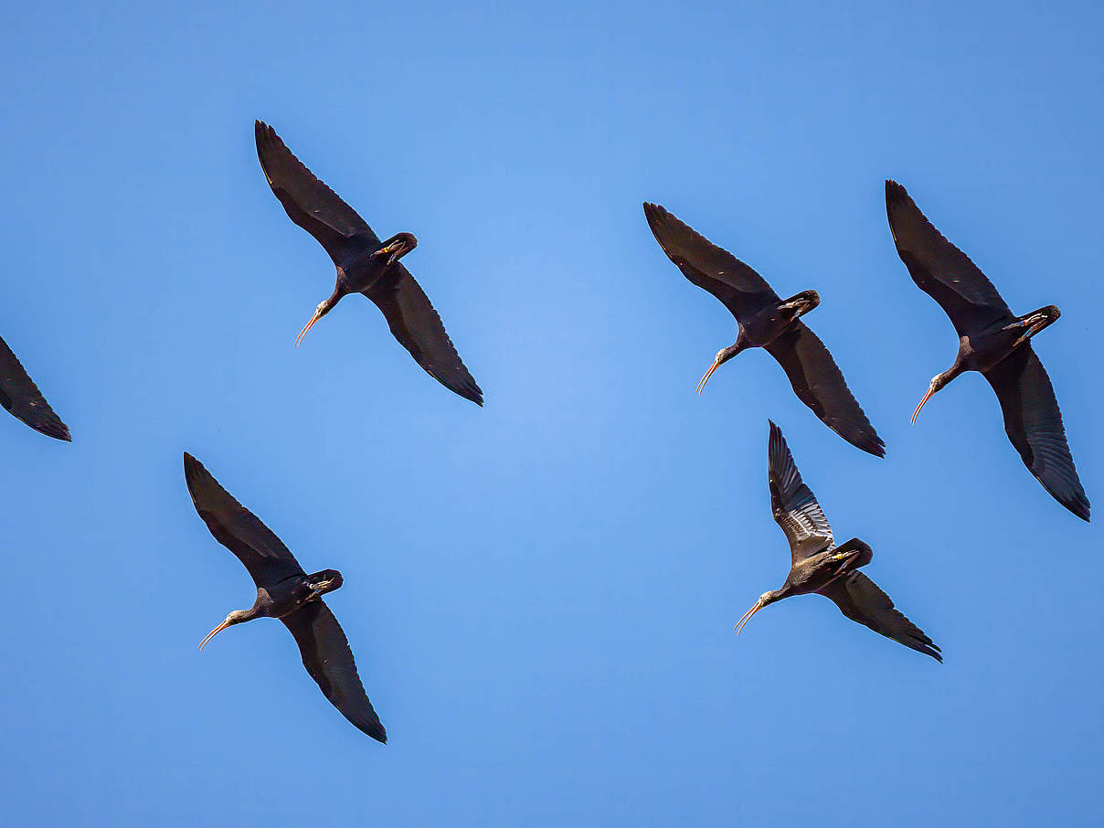 Waldrappe © Rudolf Beck / Waldrappteam / LIFE Northern Bald Ibis