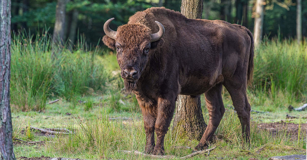 Wisente (Europäische Bisons) im WWF-Artenlexikon | WWF