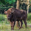 Wisent (Europäisches Bison) © Ola Jennersten / WWF-Sweden