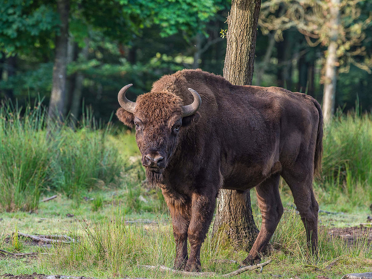 Wisent (Europäisches Bison) © Ola Jennersten / WWF-Sweden