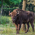 Wisent (Europäisches Bison) © Ola Jennersten / WWF-Sweden