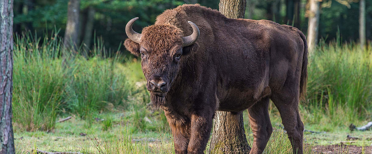 Wisent (Europäisches Bison) © Ola Jennersten / WWF-Sweden
