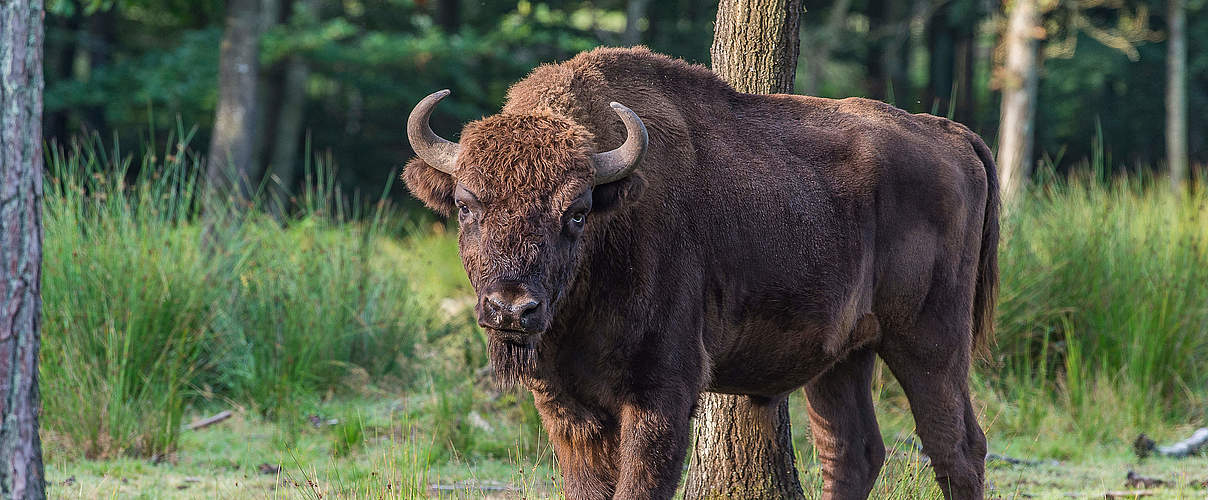 Wisent (Europäisches Bison) © Ola Jennersten / WWF-Sweden