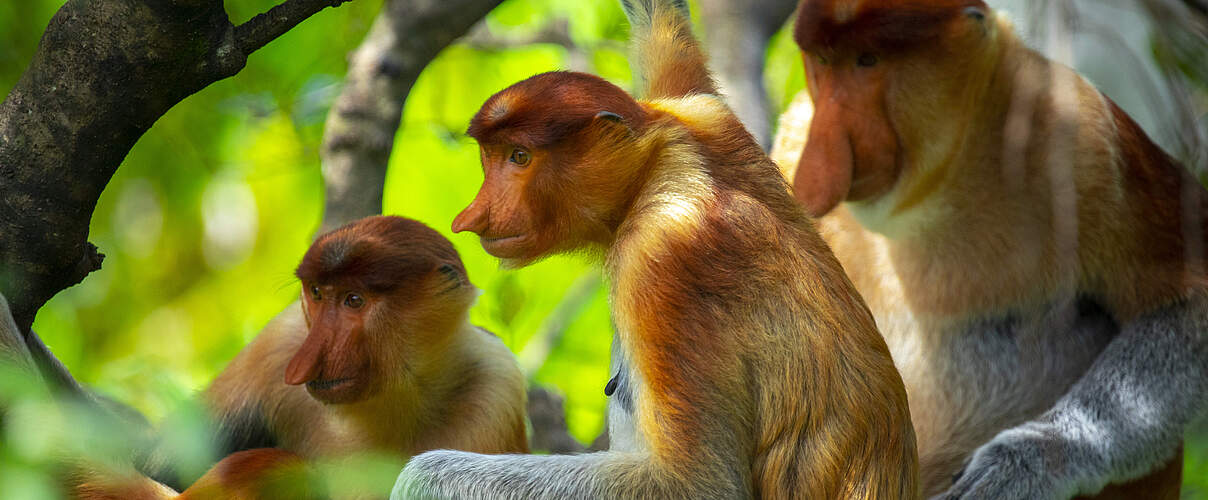 Eine Gruppe von Nasenaffen mit teilweise großen Nasen sitzt in einem Baum
