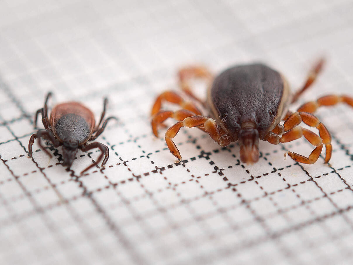 Die viel größere Hyalomma ist gut an den gestreiften Beinen zu erkennen © picture alliance/dpa | Fabian Sommer