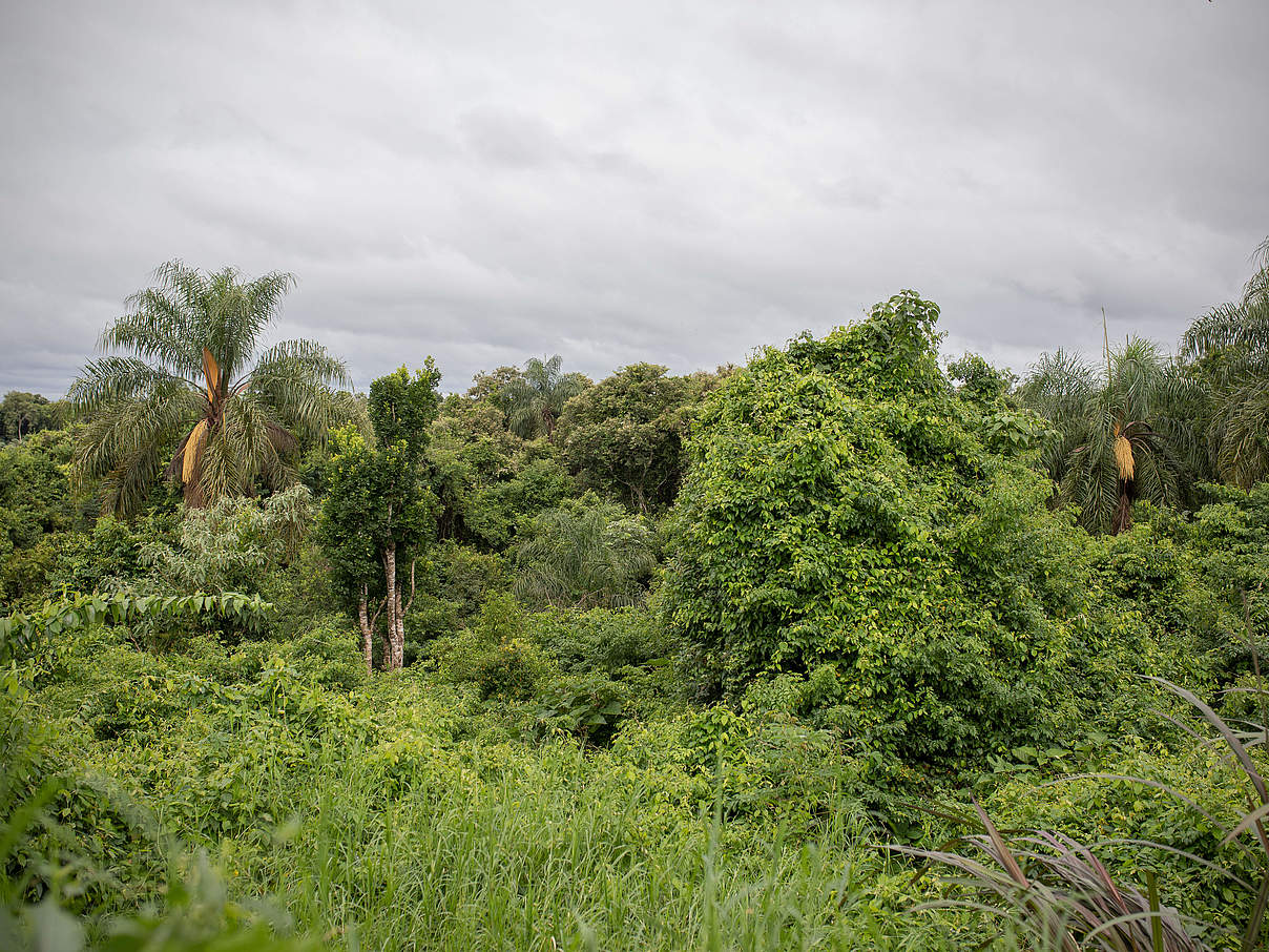 Der Atlantische Regenwald © Sonja Ritter / WWF Der Atlantische Regenwald © Sonja Ritter / WWF