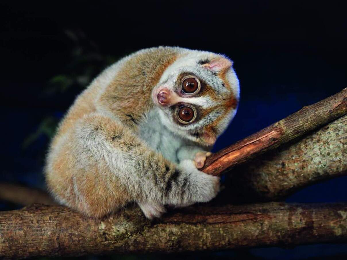 Bengalischer Plumplori 