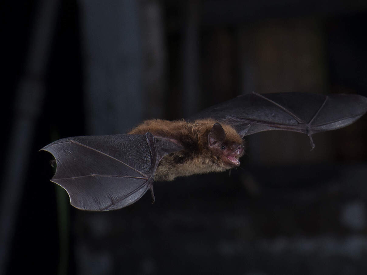 Fledermaus © Sherri and Brock Fenton / WWF-Canada