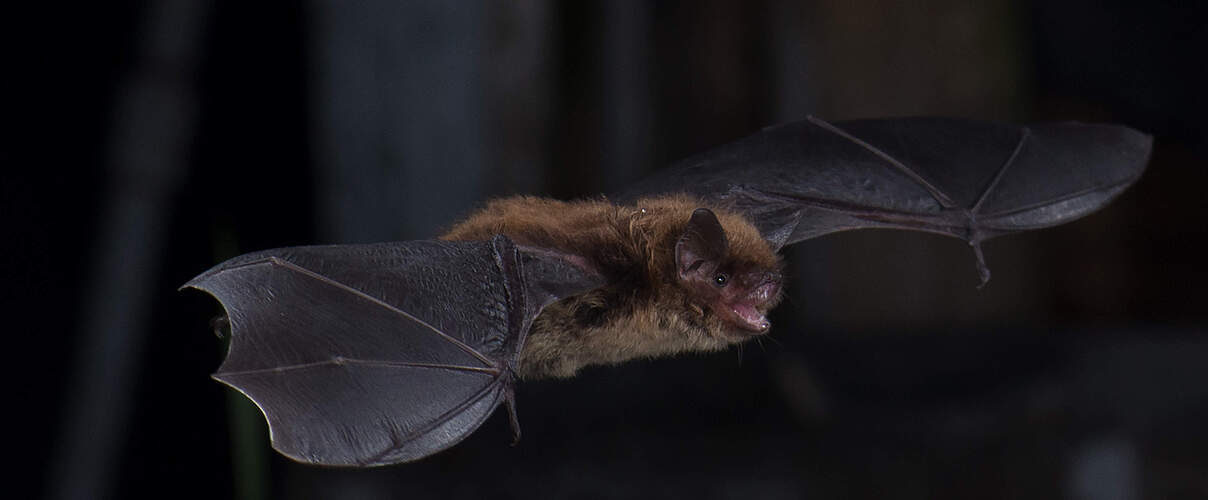 Fledermaus © Sherri and Brock Fenton / WWF-Canada