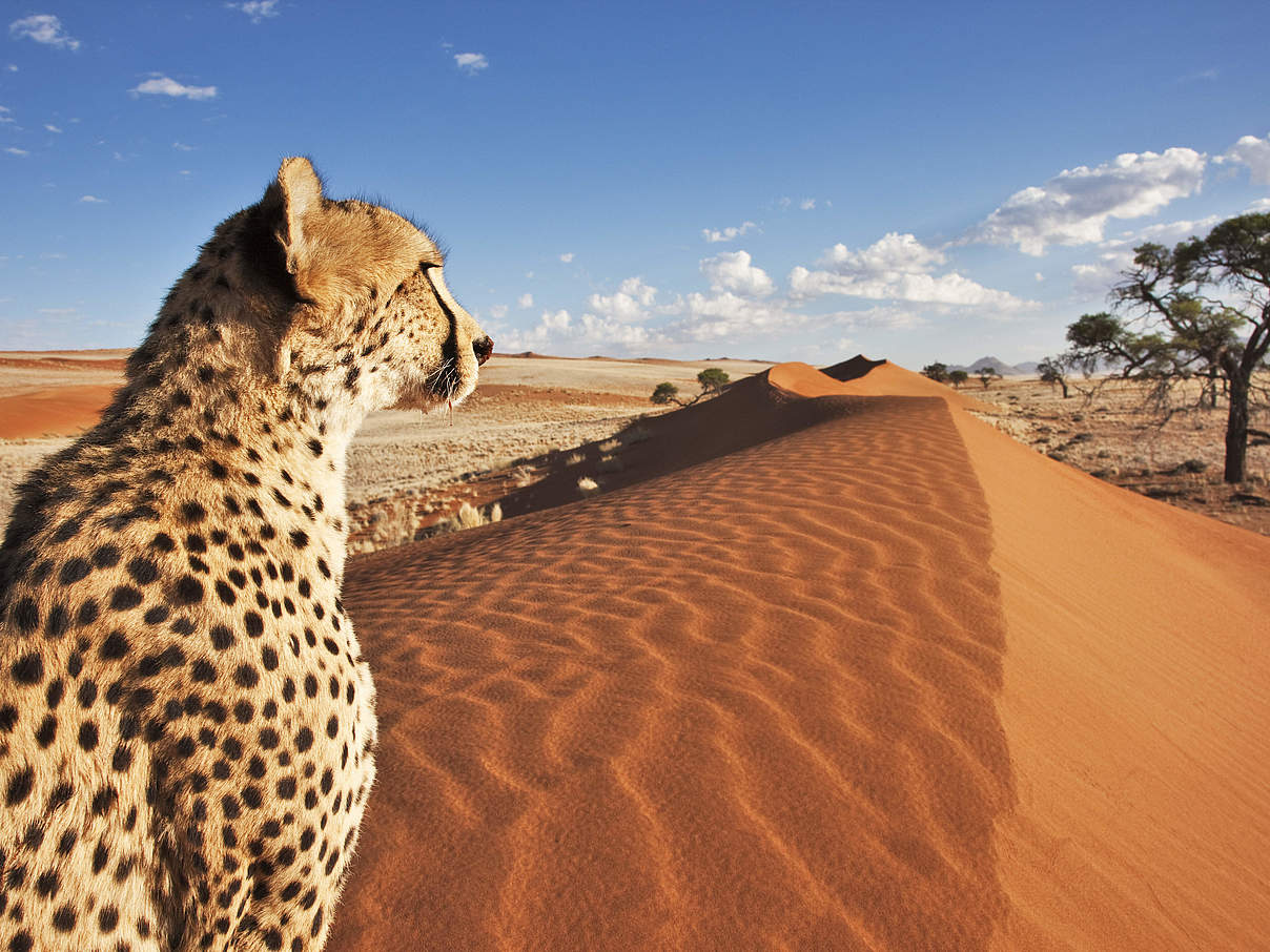 Gepard in Namibia © Martin Harvey / WWF