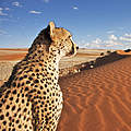 Gepard in Namibia © Martin Harvey / WWF