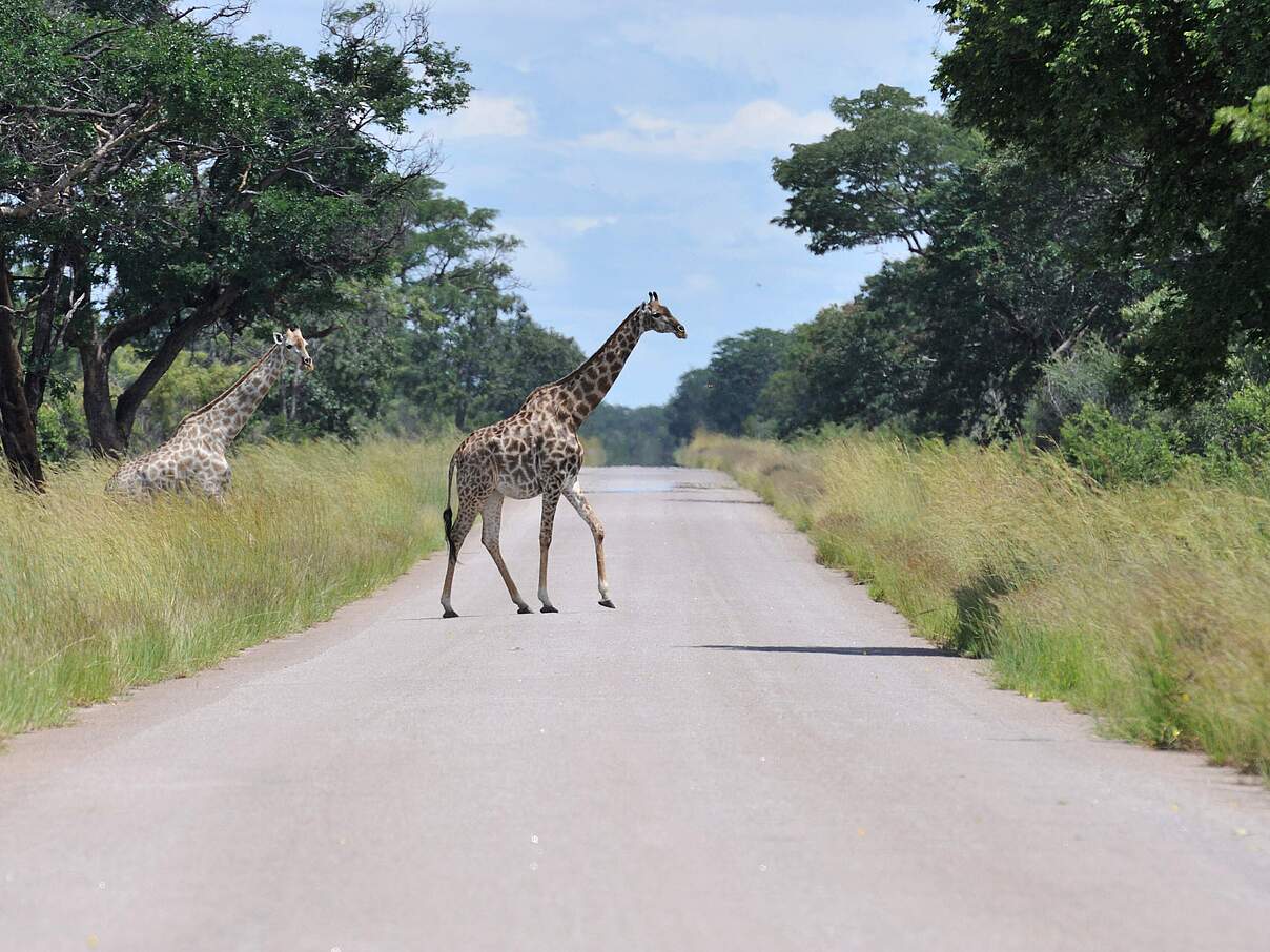 Giraffe überquert eine Straße in Namibia