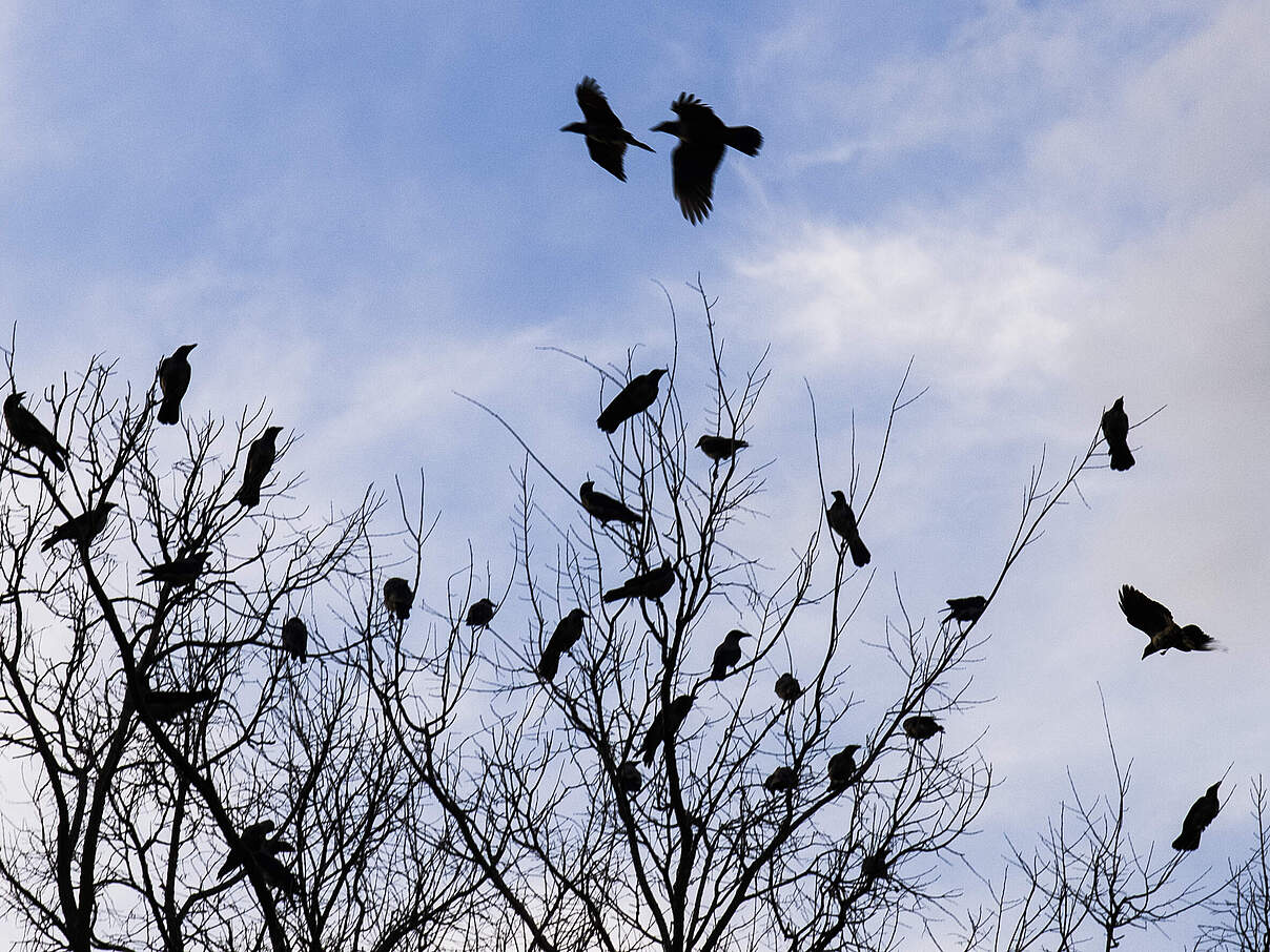 Rabenvögel im Baum